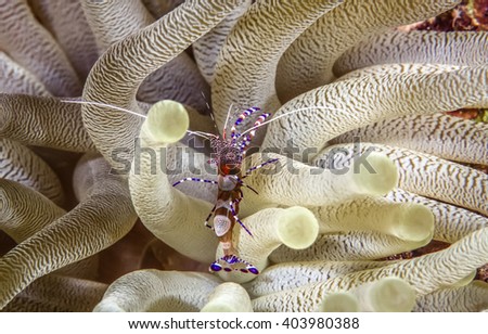  spotted cleaner shrimp Periclimenes yucatanicus, in anenome on Caribbean coral reef Royalty-Free Stock Photo #403980388