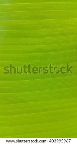 Banana leaf background and wallpaper