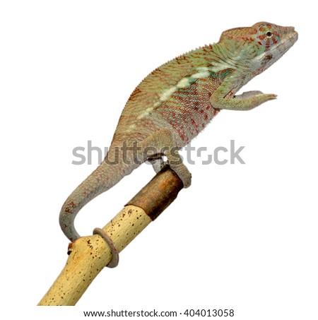 Panther Chameleon - Male - Furcifier Pardalis - Ambanja
