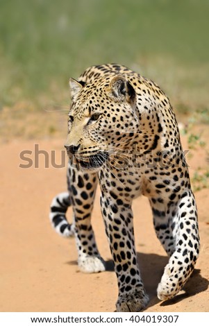 Wild leopard portrait In the African Savannah, Namibia