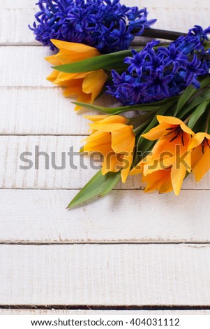 Aromatic yellow tulips and blue hyacinths  flowers on white  painted wooden planks. Selective focus. Place for text. Vertical orientation.
