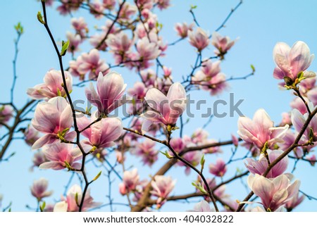 Magnolia tree blossom. Blossom magnolia branch against blue sky. Magnolia flowers in spring time. Pink Magnolia or Tulip tree in botanical garden.
