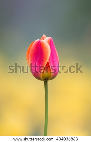 Tulip (disambiguation) FLOWER in Garden