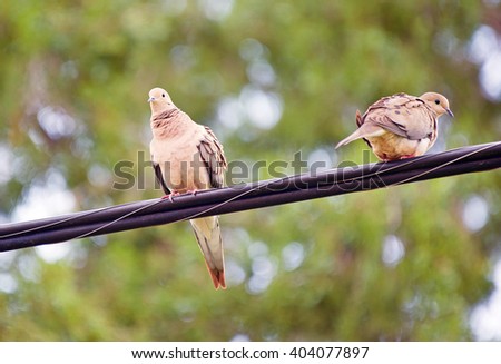 Two Mourning Doves Perched on a Wire