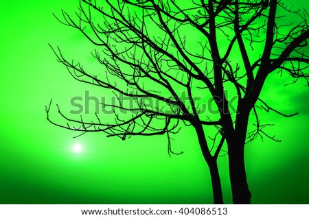 abstract silhouettes of Dead Tree without Leaves at  colorful sunset time 