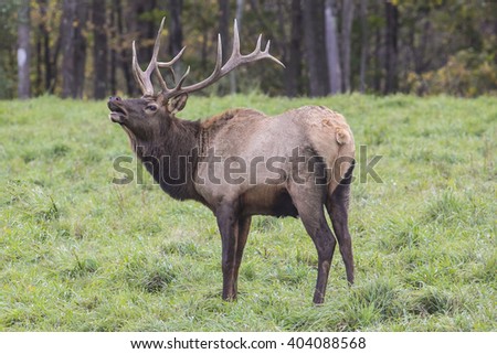 Bugling Bull Elk photographed in Elk State Forest, Elk County, Pennsylvania