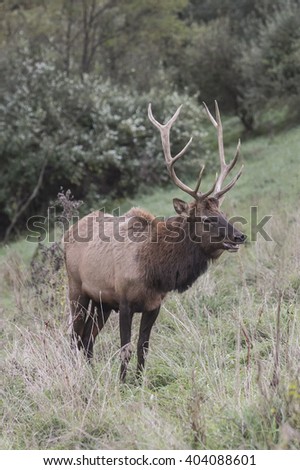 Bull Elk photographed in Elk State Forest, Elk County, Pennsylvania