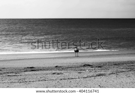 Bird stands on the shore of the Pacific ocean. Seagull on a background of emerald ocean waves during a storm. 