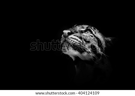 Beautiful clouded leopard on the nice black background/leopard cat on a darkness/zoo prague in czech republic Royalty-Free Stock Photo #404124109