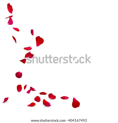 Rose petals fall to the floor. Isolated background Royalty-Free Stock Photo #404167492