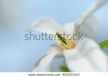 white closeup magnolia flower. natural spring or summer floral  background. picture with soft focus