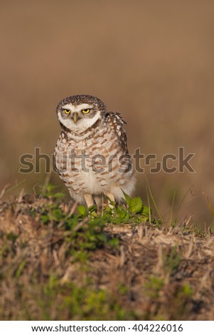 Picture of a little Burrowing Owl bird sittign on the ground in the evening light in Cape Coral, Florida