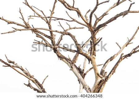 Isolated close-up dry, bare branches of the trees die of old age and death.