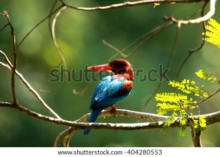 King fisher on branch