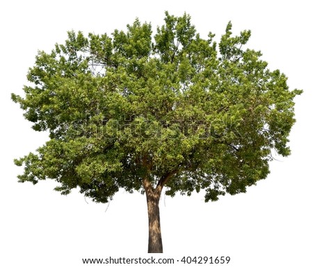 Green tree isolated on white ( tiff file with layer masks )
