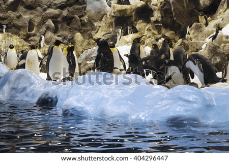 Group of penguins on the ice, rocks behind. 