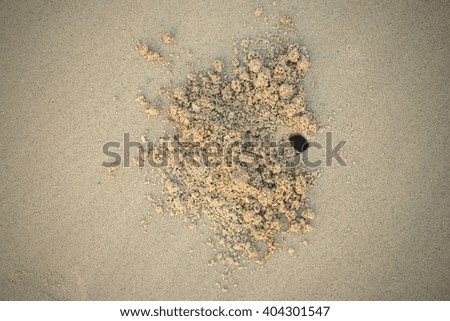 crab hole on the beach