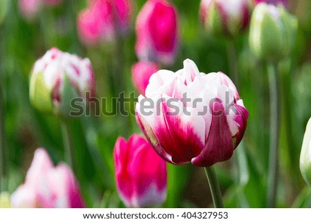 Tulip.  colorful tulips. tulips in spring.