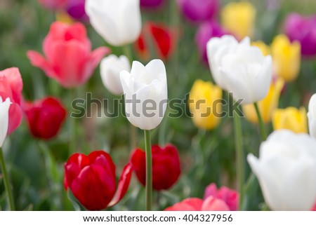Tulip.  colorful tulips. tulips in spring.