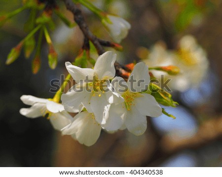 The close up white pear blossoms in the park in spring