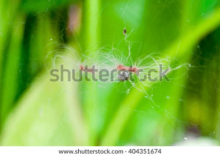 spider , hanging on cobweb