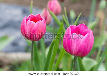 Pink tulips in shallow depth of field.