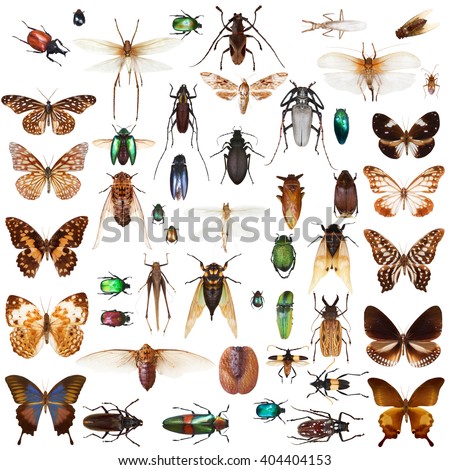  Set of insects on white background with clipping path