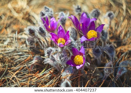 Beautiful flower Crocus outdoors without people