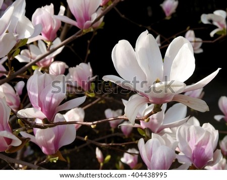 magnolia blossoming