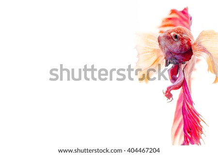 Half Moon Dampo Betta fish, Capture the moving moment of siamese fighting fish on white background