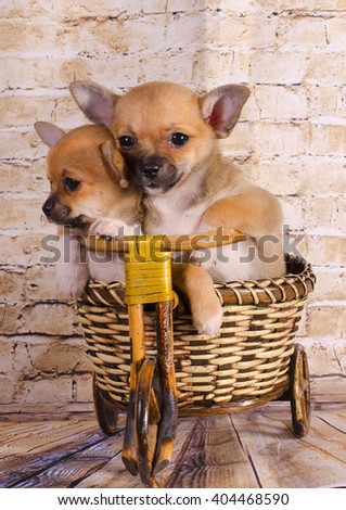 Puppies traveling by bike