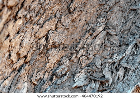 old wood tree bark damaged by insects