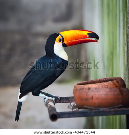 Brazilian toucan toco eating
