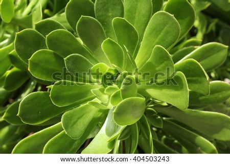 closeup of echeveria plant