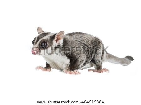 sugar possum isolated on white background