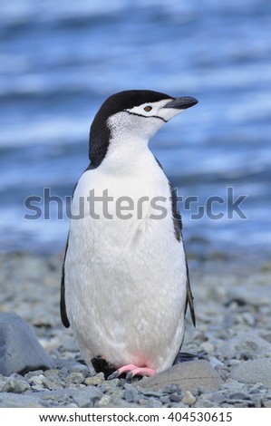 Penguin, Chinstrap species on the rock beach at Antarctica