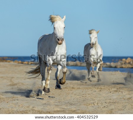 White Camargue Horses galloping along the beach in Parc Regional de Camargue - Provence, France.   