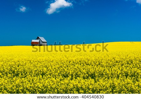 Mustard field in bloom against a deep blue sky, with barn on horizon Royalty-Free Stock Photo #404540830