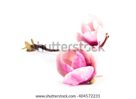 a pair pink magnolia flower on white background