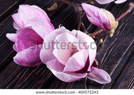 magnolia fresh spring flowers on wooden background with copy space, retro toned