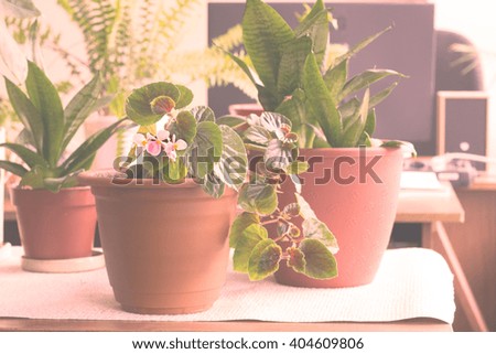 Flower area in the office. Several vases on a table with blurred background of computer monitor. Toned picture