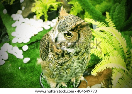 Cute owl with blurred background.
