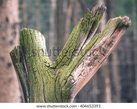 Green bough of Tree in the forest of Russia