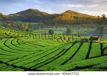 morning ligth in tea Plantation
location Ciwidey West Java Royalty-Free Stock Photo #404667712