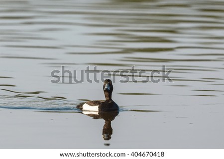 Tufted duck swimming in a lake
