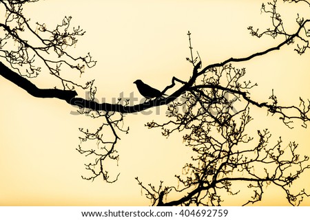 black silhouette of a raven perched on the bare branches of a tree