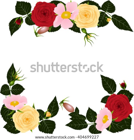 Dogrose and roses