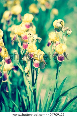 Iris flowers/toned photo