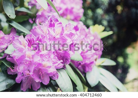 Rhododendron tree blossoms spring garden background  
Closeup evergreen blooming rhododendron bouquet national flower of Nepal, image with vintage tonal filter effect