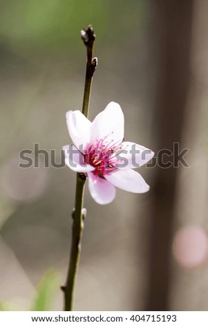 Peach tree pink beautiful flower with natural background. High resolution and quality